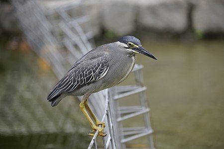 A Striated Heron (Butorides striata) gripping a metal fence.