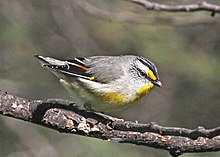 Yellow-tipped pardalote near Loongana, Tasmania, Australia Striated Pardalote JCB.jpg