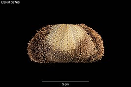 Strongylocentrotus polyacanthus