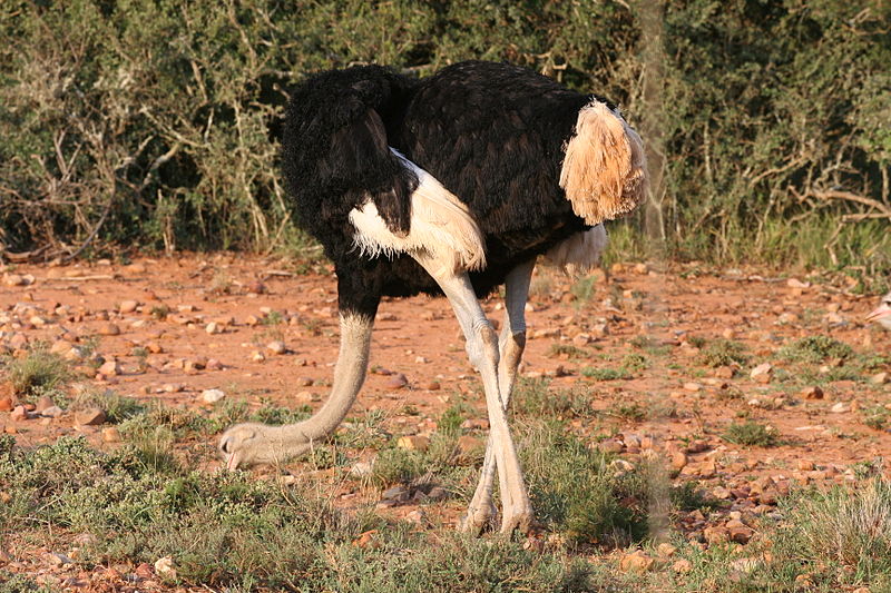 File:Struthio camelus -Eastern Cape -South Africa-8.jpg