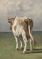 Study of a cow