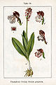 Orchis purpurea vol. 4 - plate 10 in: Jacob Sturm: Deutschlands Flora in Abbildungen (Orchidaceae) (1796)