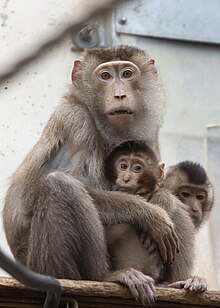 Macaques are the most common type of non-human primates used at the WaNPRC. Sunda pig-tailed macaque (Macaca nemestrina).jpg