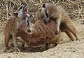 Fighting Suricata suricatta