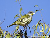 Swallow-tailed Cotinga (Phibalura flavirostris).jpeg