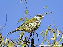 Kırlangıç ​​kuyruklu Cotinga (Phibalura flavirostris) .jpeg