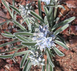 <i>Frasera albicaulis</i> Species of plant