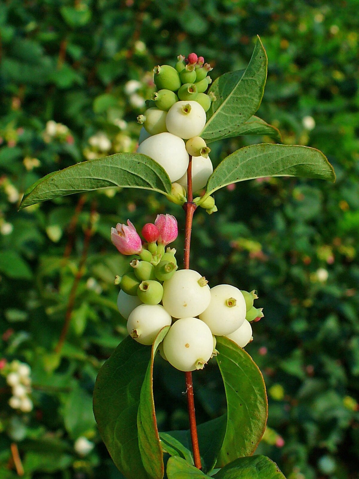 Snowberry Symphoricarpos Albus with White Berries on Bush Close-up. Stock  Image - Image of snow, common: 260517641