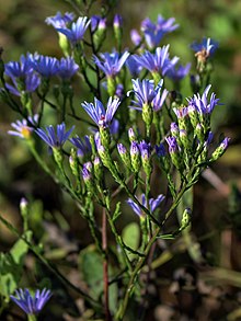 Large inflorescence showing many involucres Symphyotrichum oolentangiense 4922157.jpg