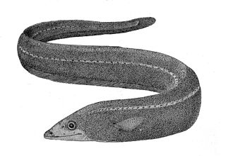 Shortdorsal cutthroat eel species of fish