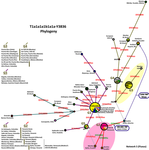 File:T-Y3836 Phylogeny.png