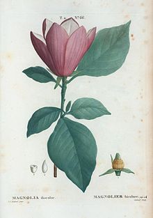 Magnolia liliiflora - Wikipedia, la enciclopedia libre