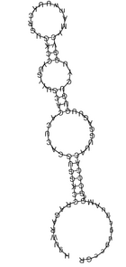 Consensus structure of TB9Cs2H1 TB9Cs2H1 snoRNA.PNG