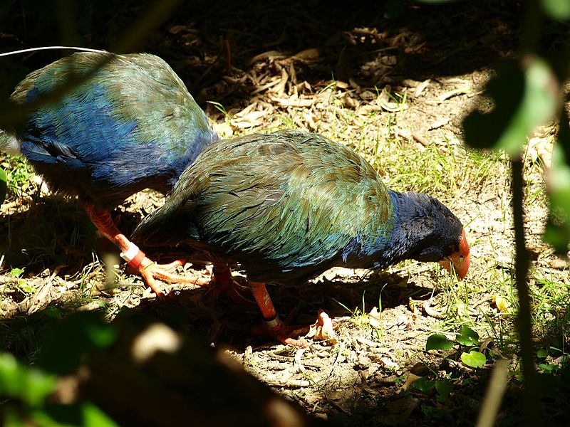 File:Takahe - panoramio.jpg