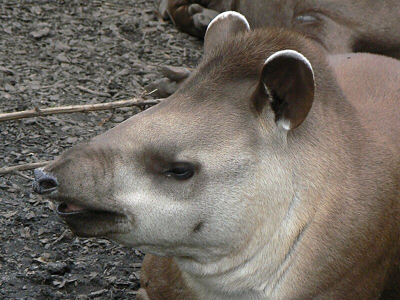 File:Tapirus terrestris face.jpg