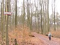 Tegeler Forst - Muehlenweg (Tegel Wood - Mill Way) - geo.hlipp.de - 32757.jpg