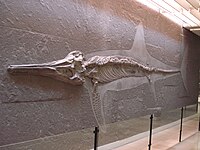 Temnodontosaurus trigonodon specimen. Temnodontosaurus trigonodon 2.JPG