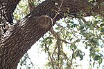 Thumbnail for File:Texas live oak AKA plateau oak - Quercus fusiformis.jpg