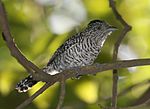 Thumbnail for Barred antshrike