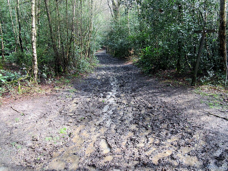 File:The Serpent Trail, Duncton Common - geograph.org.uk - 4956212.jpg