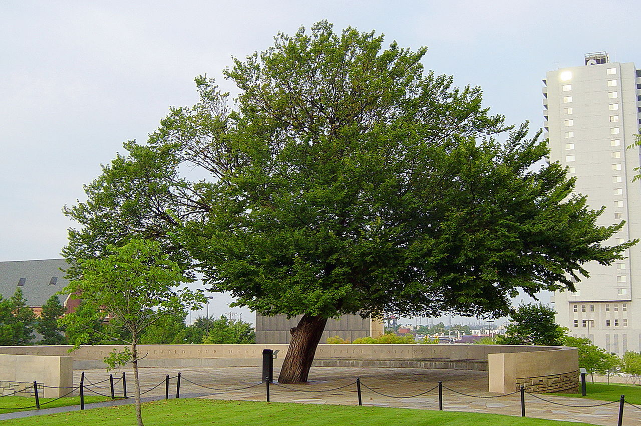 [Image: 1280px-The_Survivor_Tree_at_the_Oklahoma...morial.jpg]