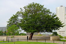 A large elm tree with green leaves is at the center of the image. It is surrounded by a short brick wall, and several nearby buildings can be seen in the background.