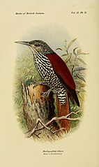The birds of British Guiana (8295076878).jpg