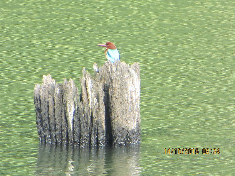 File:The kingly kingfisher.jpg