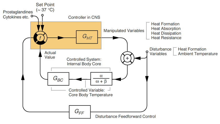 Simplified control circuit of human thermoregulation.[14]