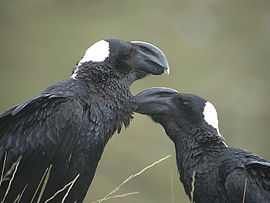 Baltakaklis ragasnapis kranklys (Corvus albicollis)