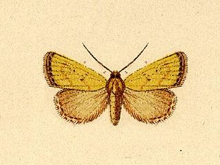 <i>Marimatha aurifera</i> Species of moth