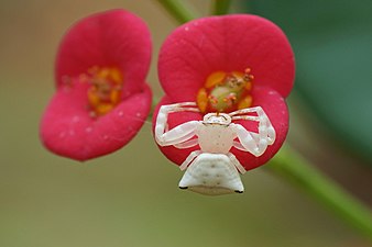 Crab spider