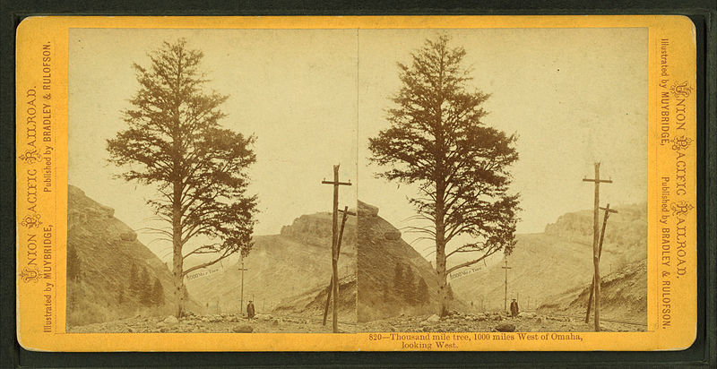 File:Thousand mile tree, 1000 miles West of Omaha, looking west, by Muybridge, Eadweard, 1830-1904.jpg