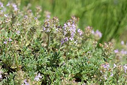 Thymus oenipontanus