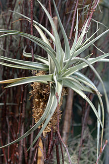 Tillandsia jucunda.jpg