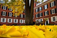 Fallen leaves of the ginkgo tree in Timothy Dwight. Timothy dwight ginkgo.jpg