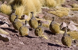 Tinamotis pentlandii, Punaa tinamo