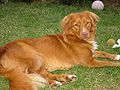 Nova Scotia Duck Tolling Retriever, Toller