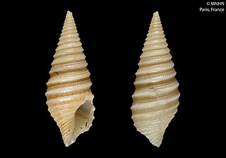 <i>Tomopleura bellardii</i> Species of gastropod