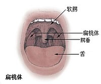 Tonsils diagram zh.jpg