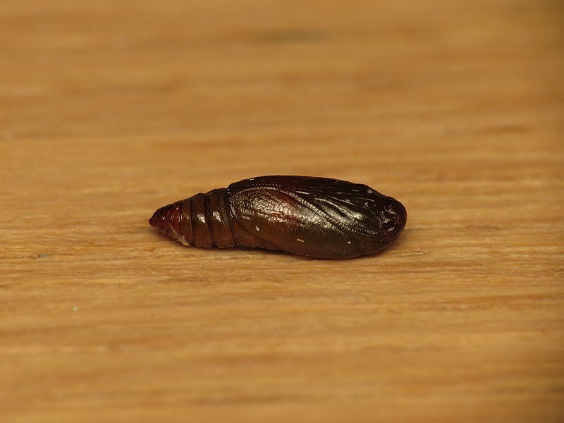 File:Tortricidae sp. (14448399908).jpg