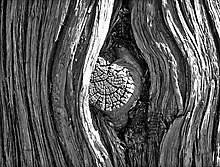 A knot on a tree trunk TreeKnot.jpg