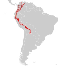 Distribución do oso de anteollos