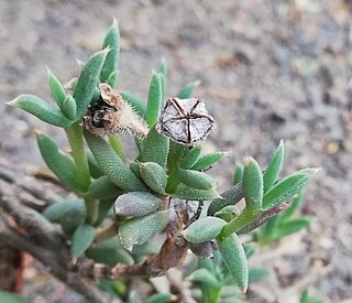 <i>Trichodiadema gracile</i> Species of succulent