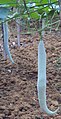 Trichosanthes cucumerina. Una cucurbitácea. Cultivares con formas alargadas se llaman calabaza de culebra o calabaza anguina, en inglés "snake gourd", en realidad la cáscara es más bien blanda ("cucumerina" parece que viene de "cucumis" que es pepino). Nativa del SE de Asia y alrededores. Domesticada, hay variedades silvestres y variedades cultivadas.