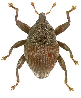 Trigonopterus ascendens