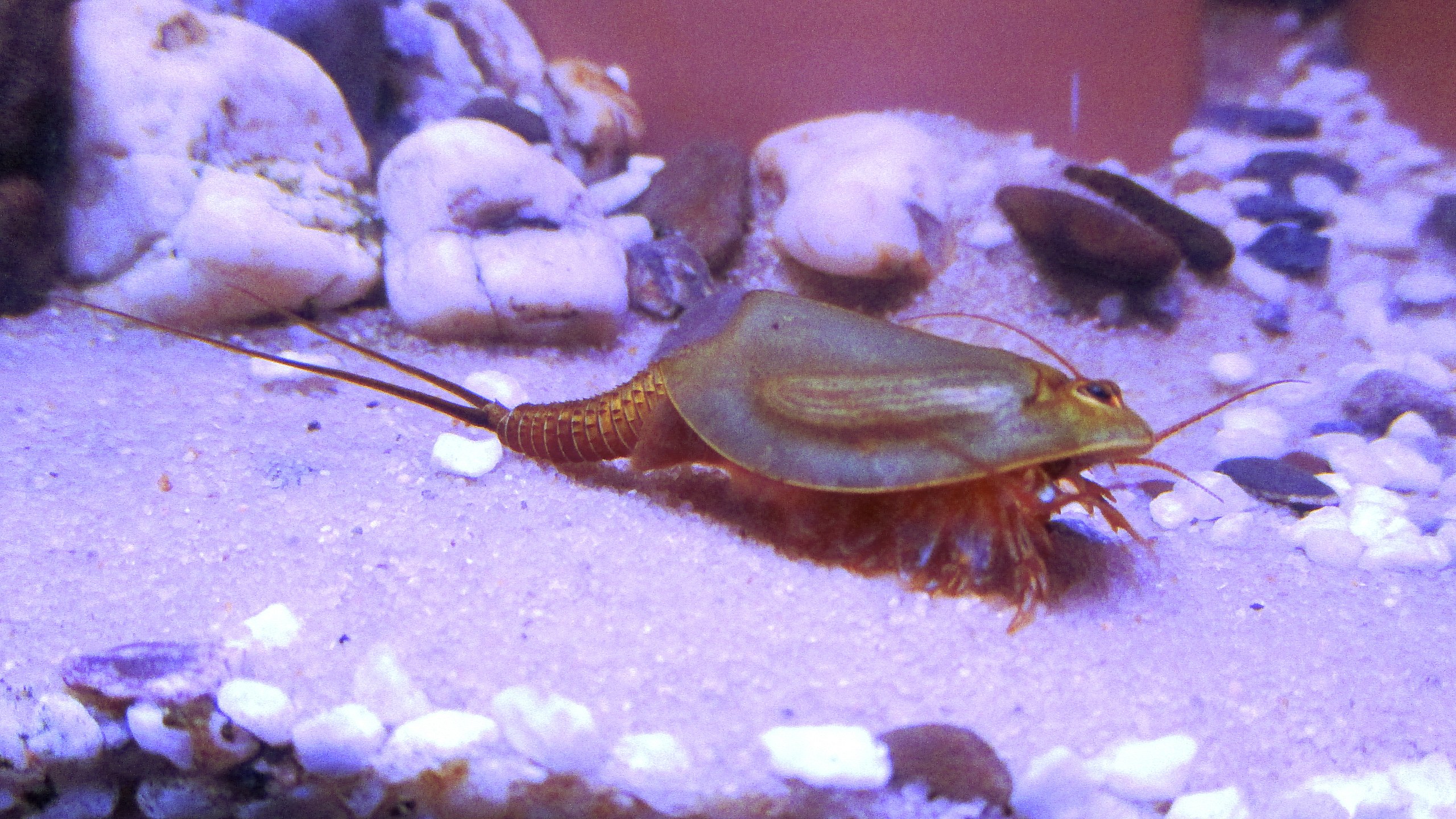 Triops - Wikipedia