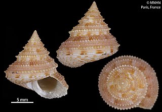 <i>Tristichotrochus aculeatus</i> Species of gastropod