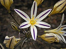 Triteleia hendersonii var hendersonii.jpeg