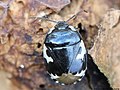 Tritomegas bicolor (Linnaeus, 1758)